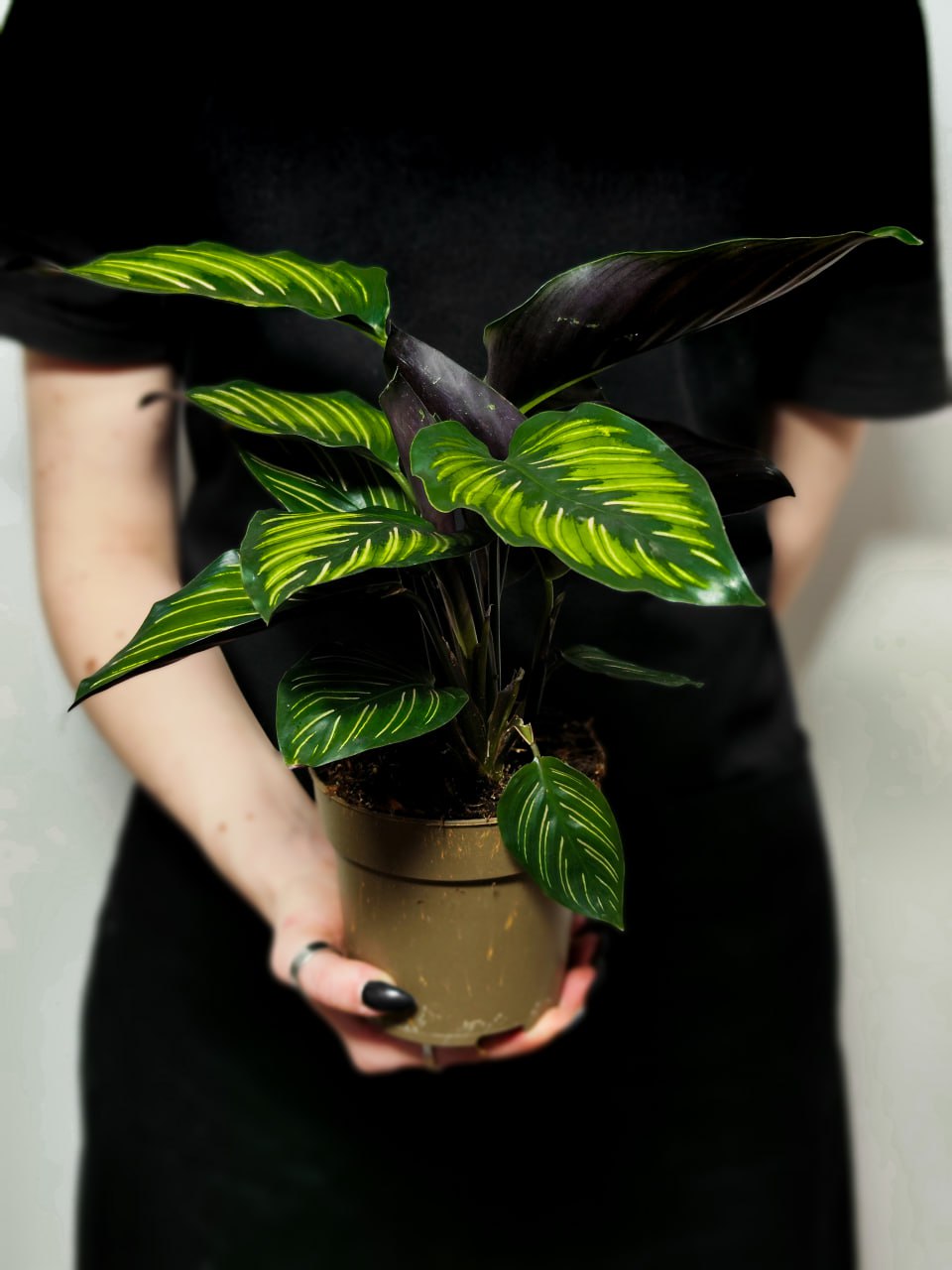 Калатея Бьюти Стар (Calathea Beauty Star) D11 см