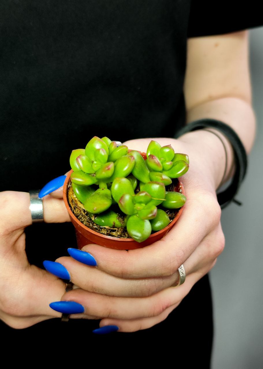 Седум Люсидум (Sedum Lucidum) D5см