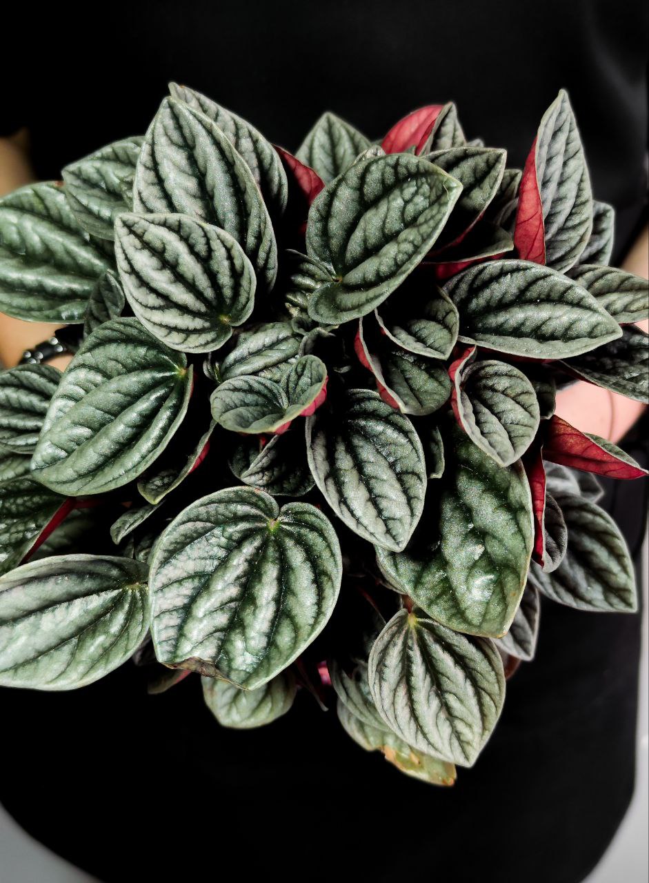 Пеперомия Каракас (Peperomia Caperata Caracas) D11см