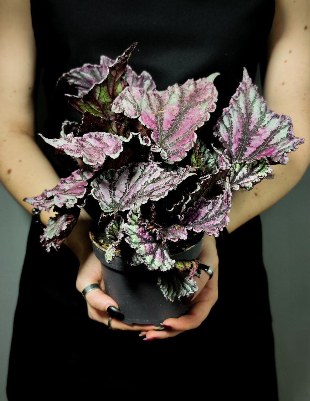 Бегония Рекс Дьюдроп (Begonia Rex Dew Drop) D12см