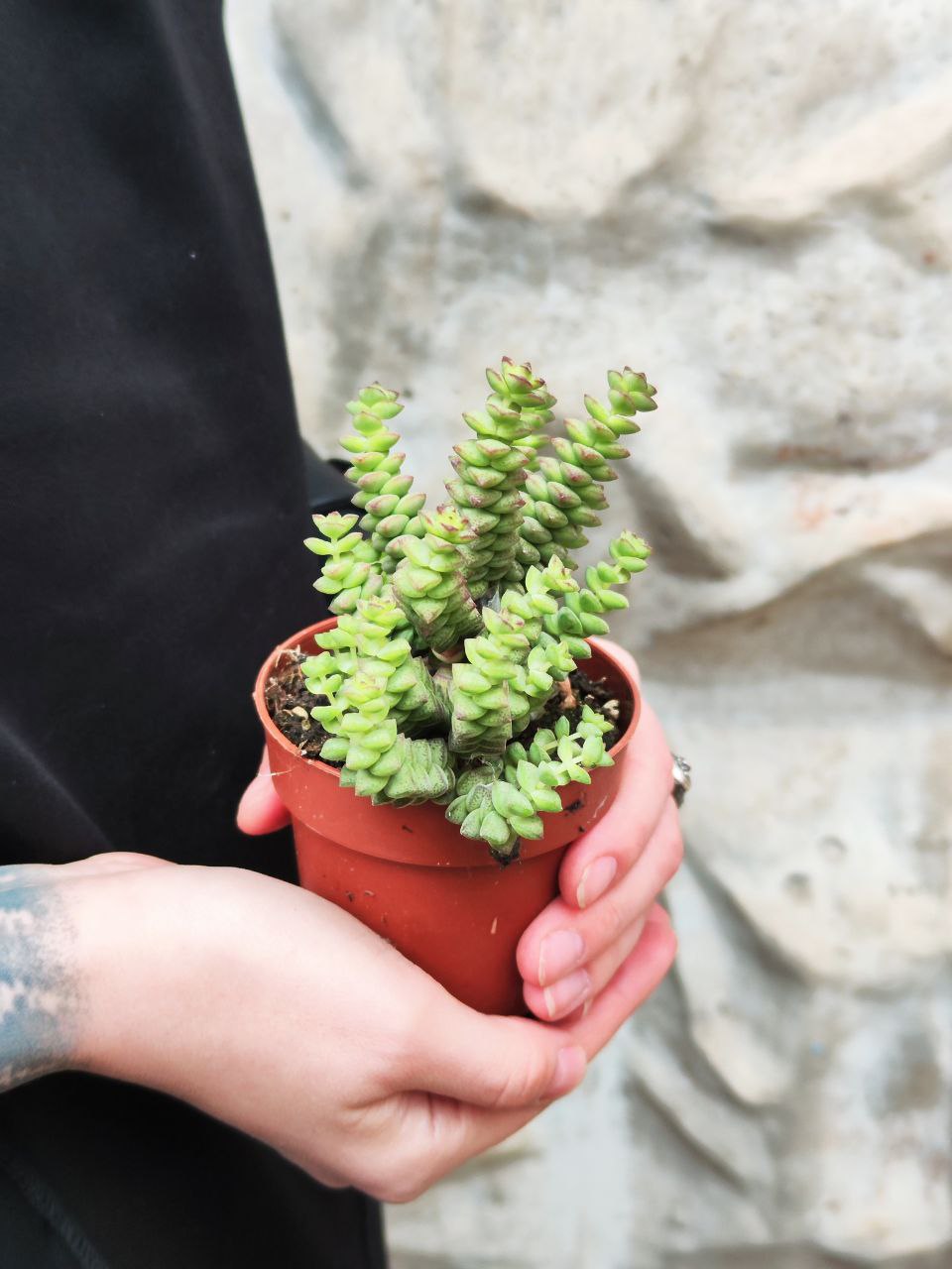 Крассула Хоттентот Минор (Crassula Hottentot Minor) D8,5см