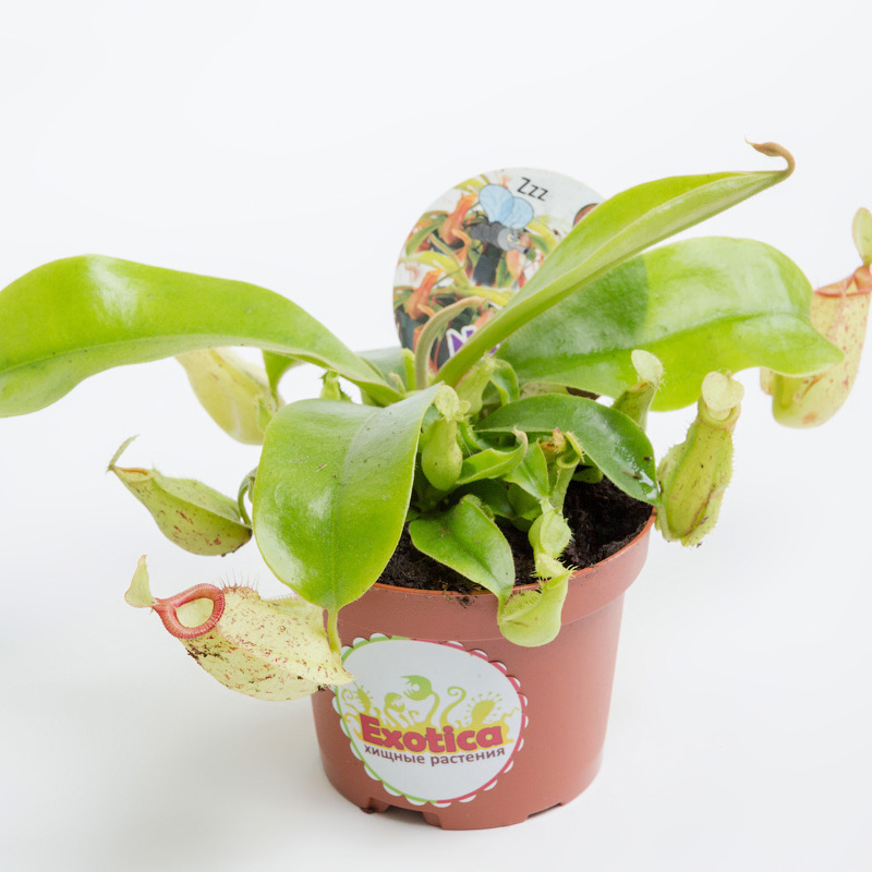 Непентес Хукериана (Nepenthes Hookeriana) D9см