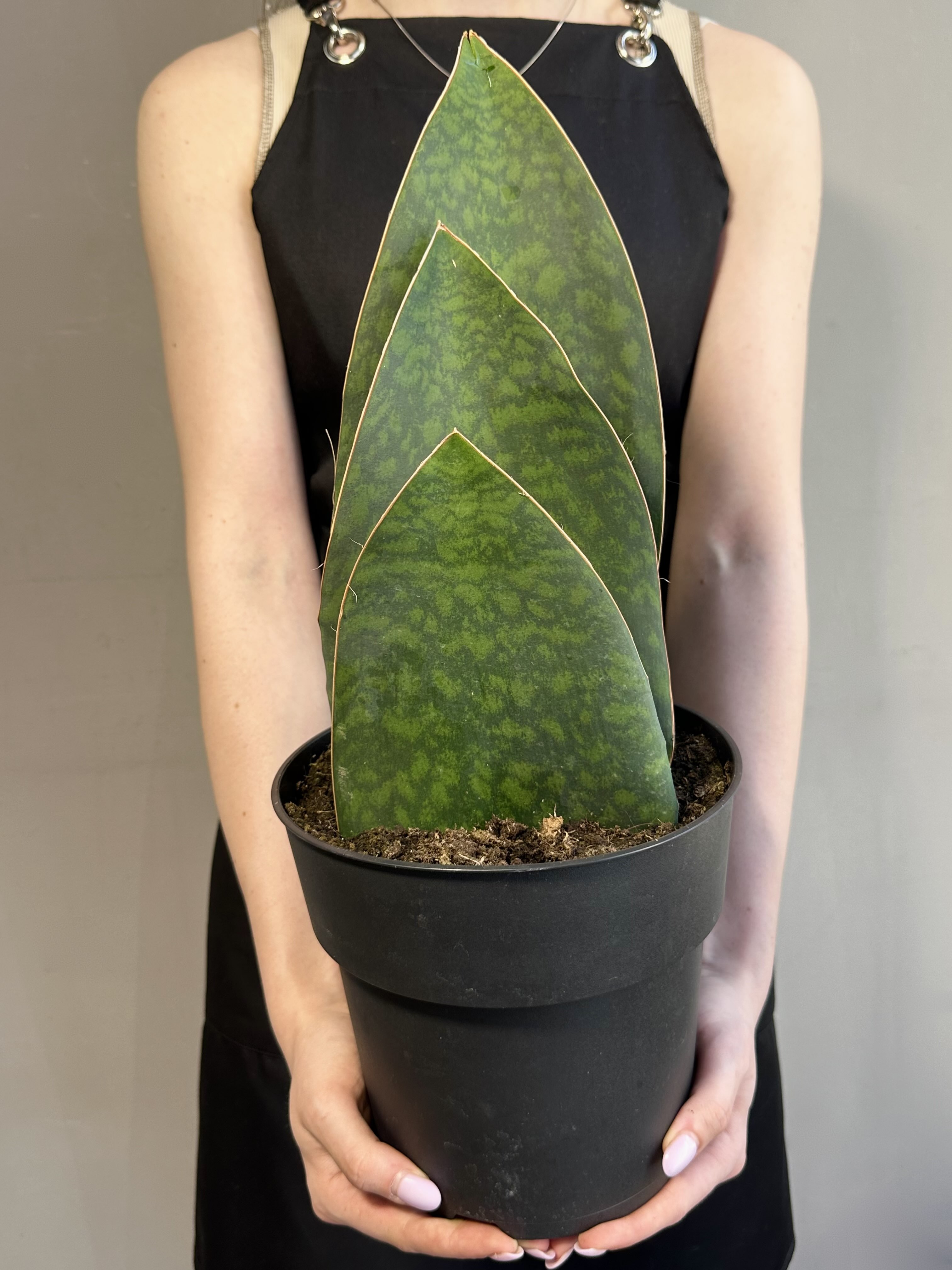Сансевиерия Масониана Виктория XXL (Sansevieria Big Leaves Green) D19см
