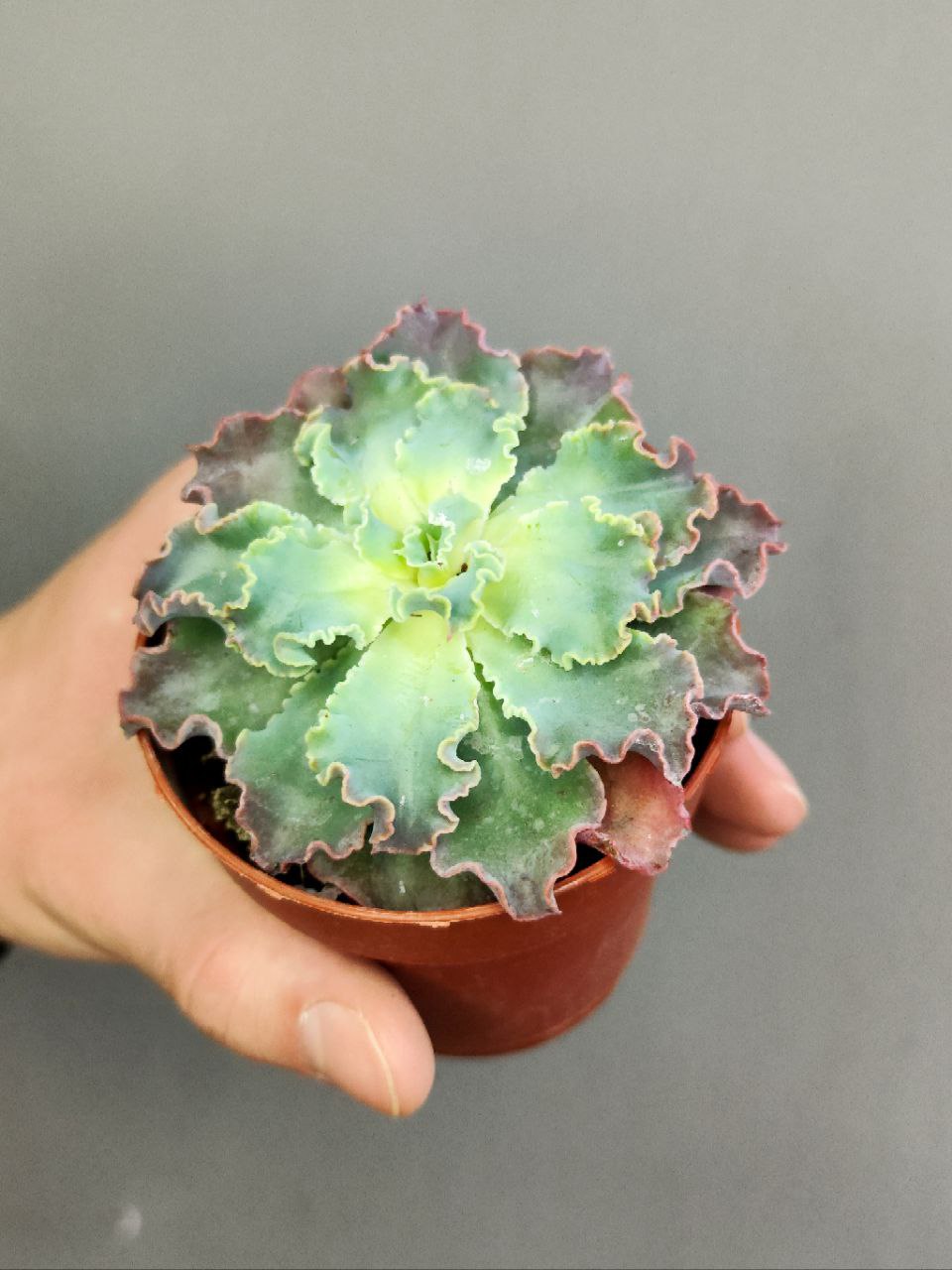 Эхеверия Шавиана Голубые Кудри (Echeveria Shaviana Blue Curls) D8,5см