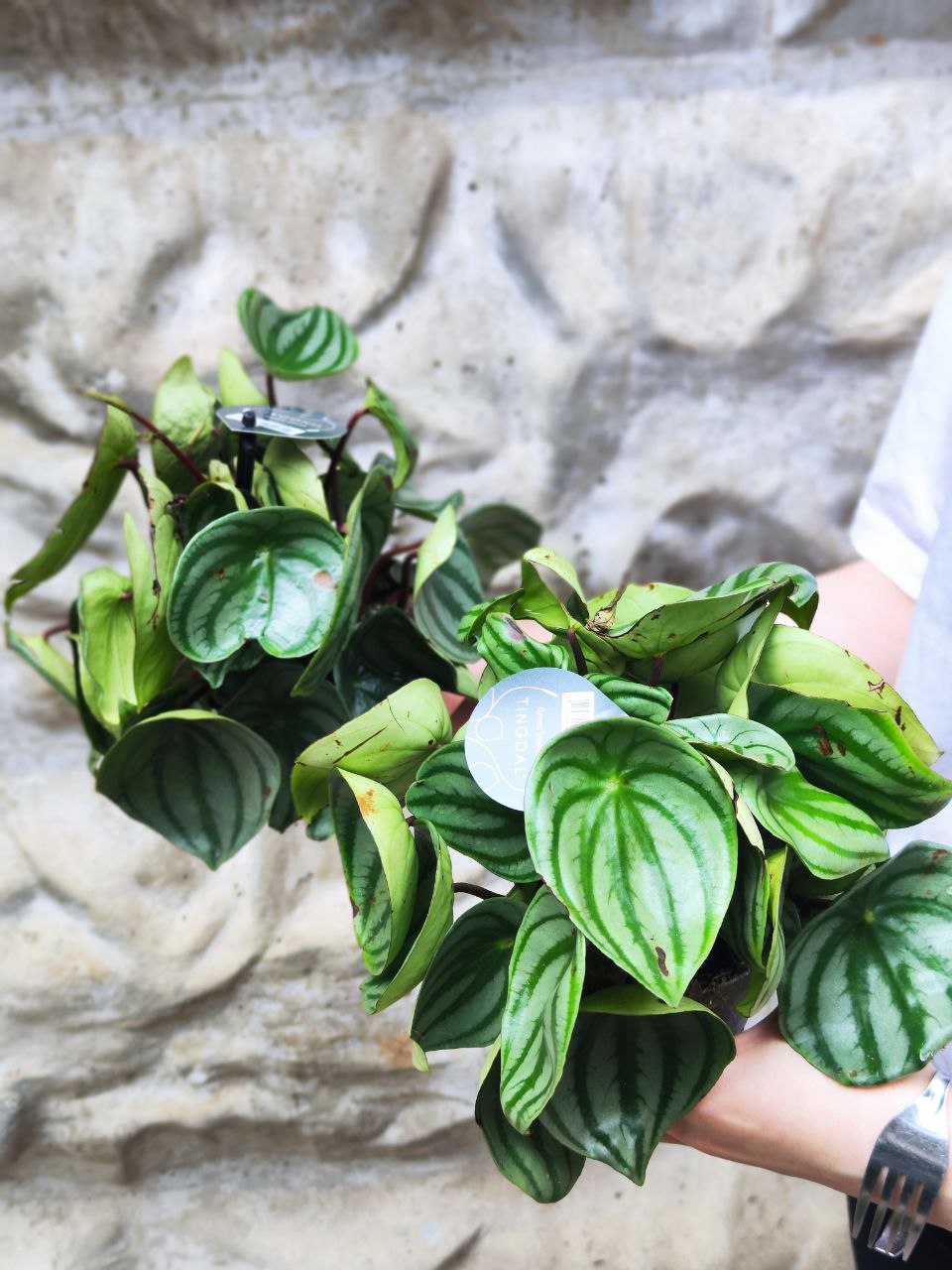 Пеперомия Арбузная уцен. (Peperomia Argyreia) D11см