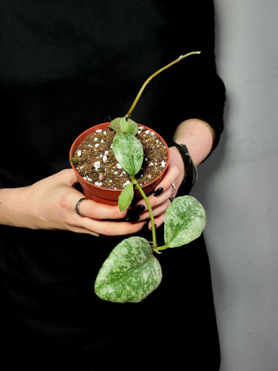 Хойя Веймани Сплеш (Hoya Waymaniae Kapuas) D10см