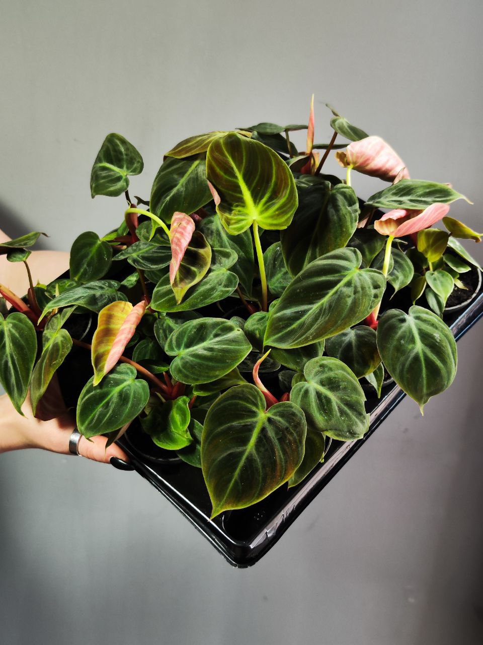 Филодендрон Эль Чоко Ред (Philodendron El Choco Red) D6см