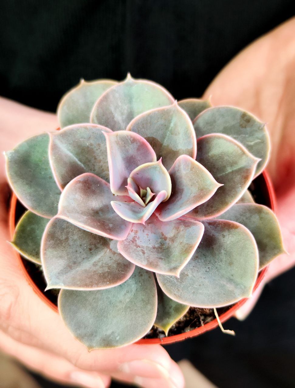 Эхеверия Перл Фон Нюрнберга (Echeveria Perle Von Nurnberg) D8,5см