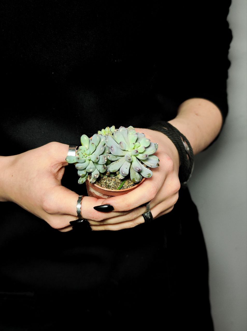 Граптопеталум Пахифиллум Блюбин (Graptopetalum Pachyphyllum Blue Bean) D5см
