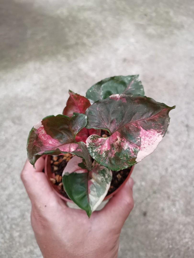 Сингониум Клубничный Лед (Syngonium Strawberry Ice) D12см