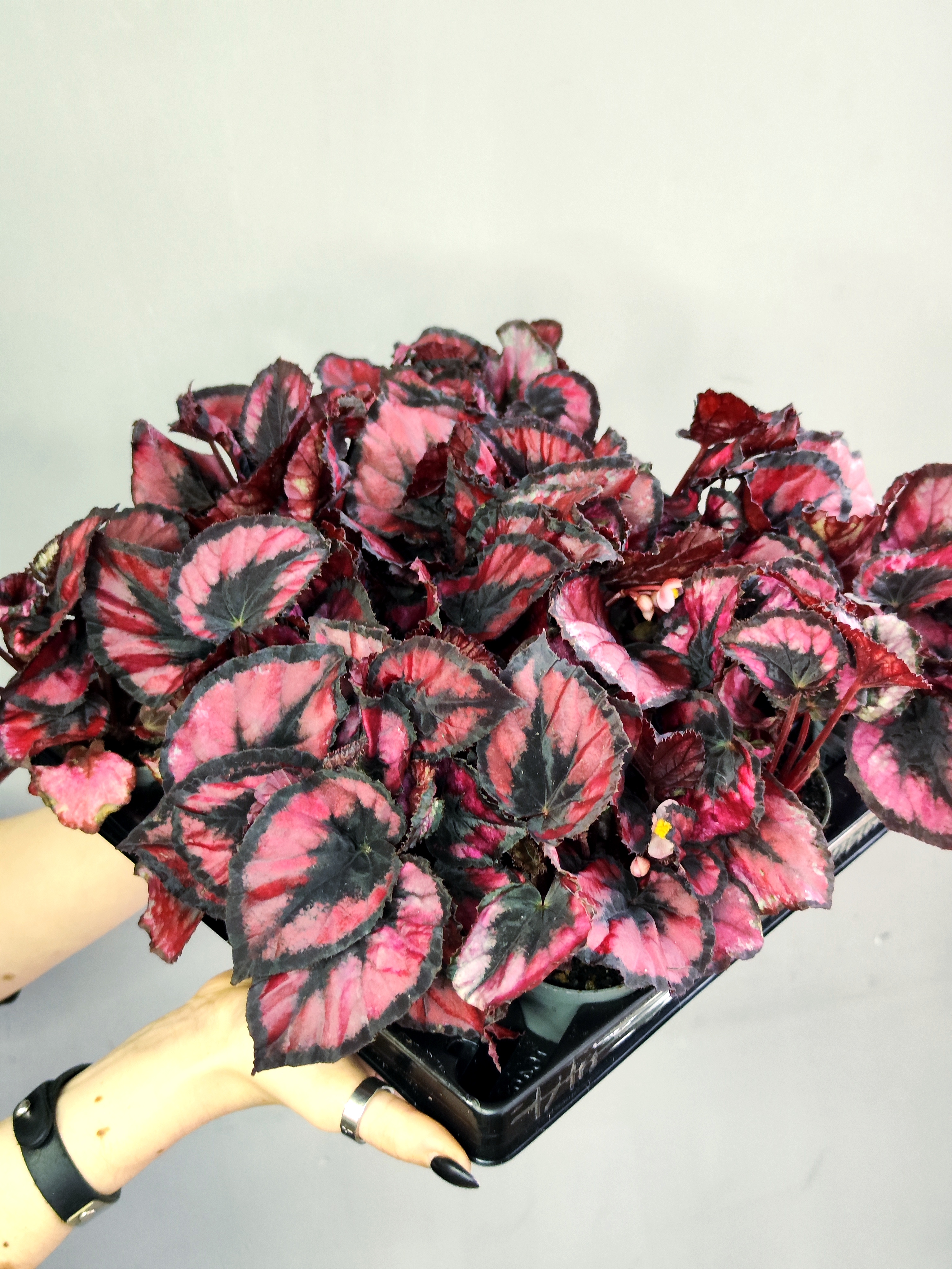 Бегония Красный Поцелуй, или Ред Кисс (Begonia Red Kiss) D6см