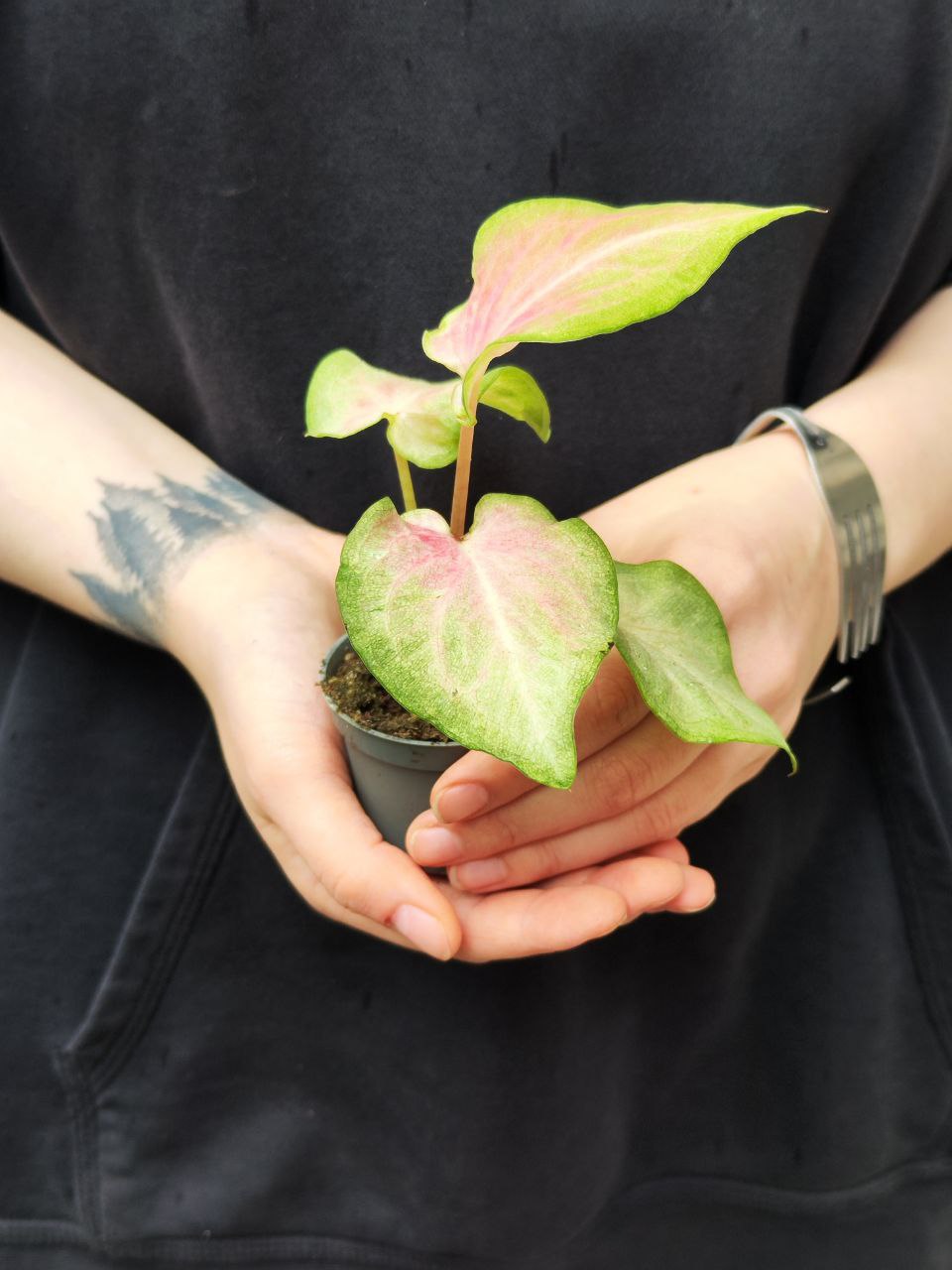 Каладиум Макулатум (Caladium Maculatum) D6см