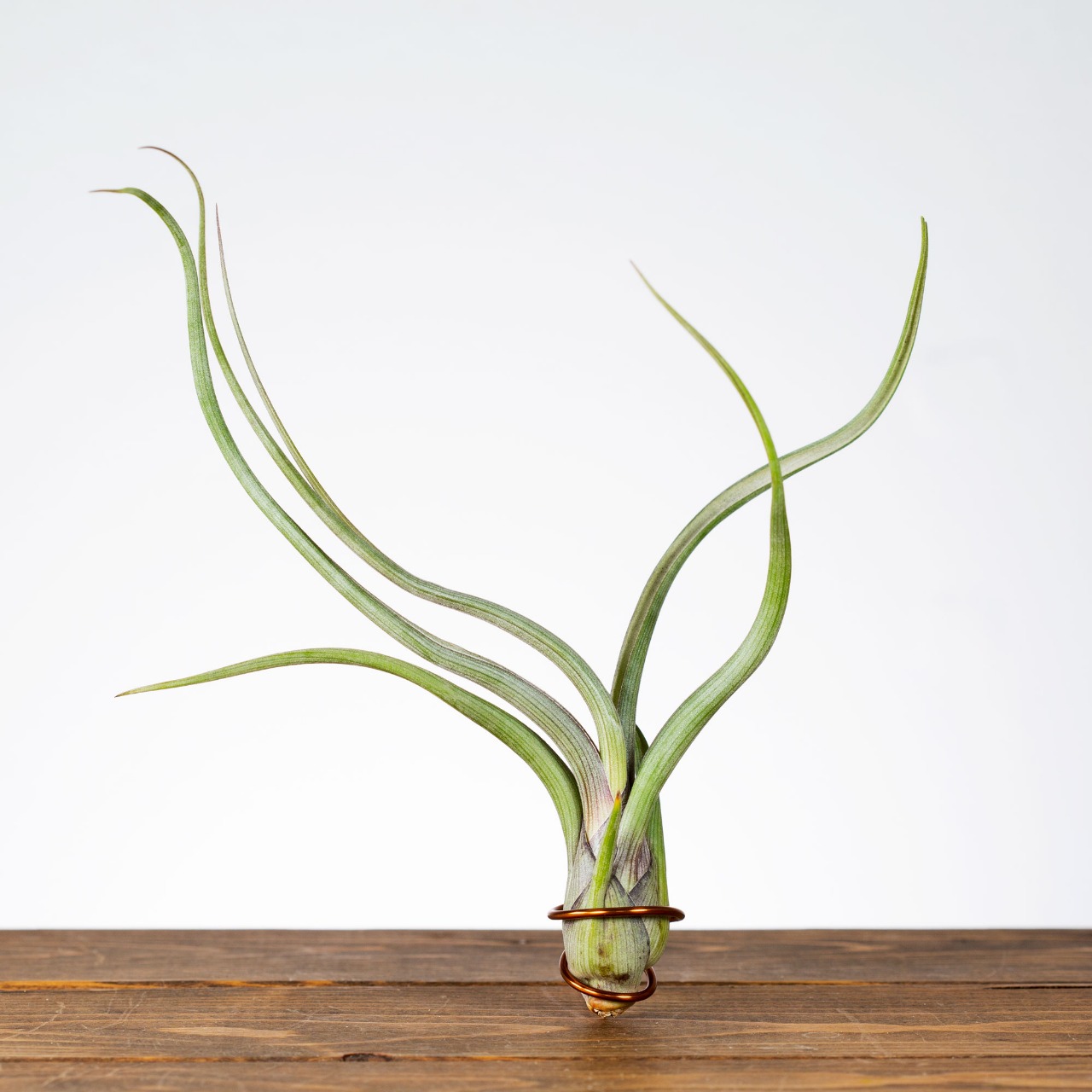 Тилландсия Псевдобалей (Tillandsia Pseudobaileyi)