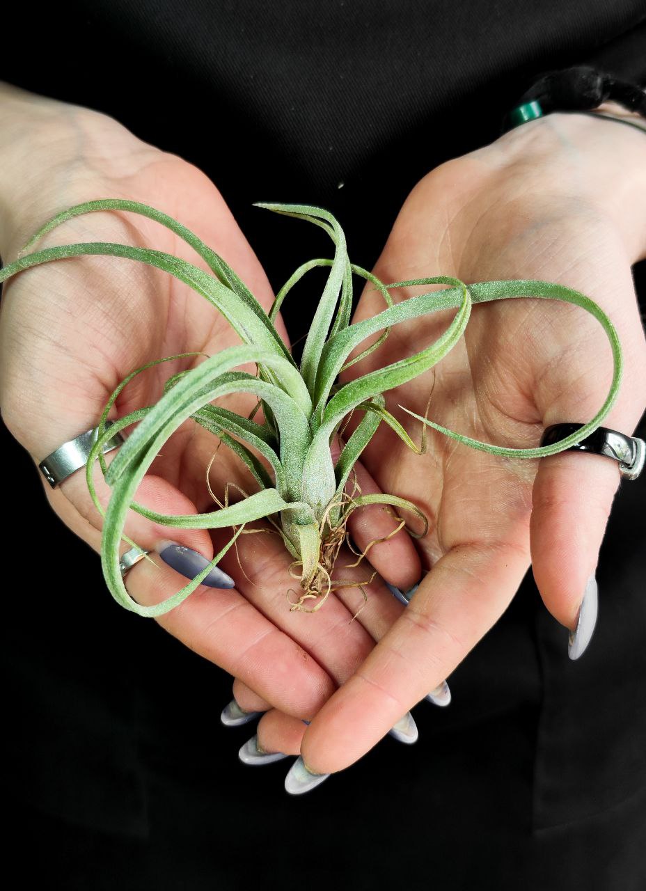 Тилландсия Курли Слим Мини (Tillandsia Сurly Slim)