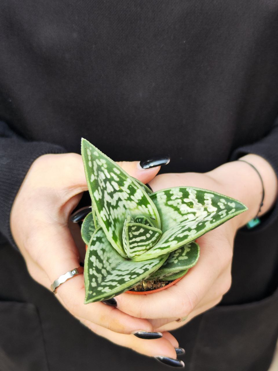 Алоэ Пестрое, или Тигровое (Aloe Variegata) D5см