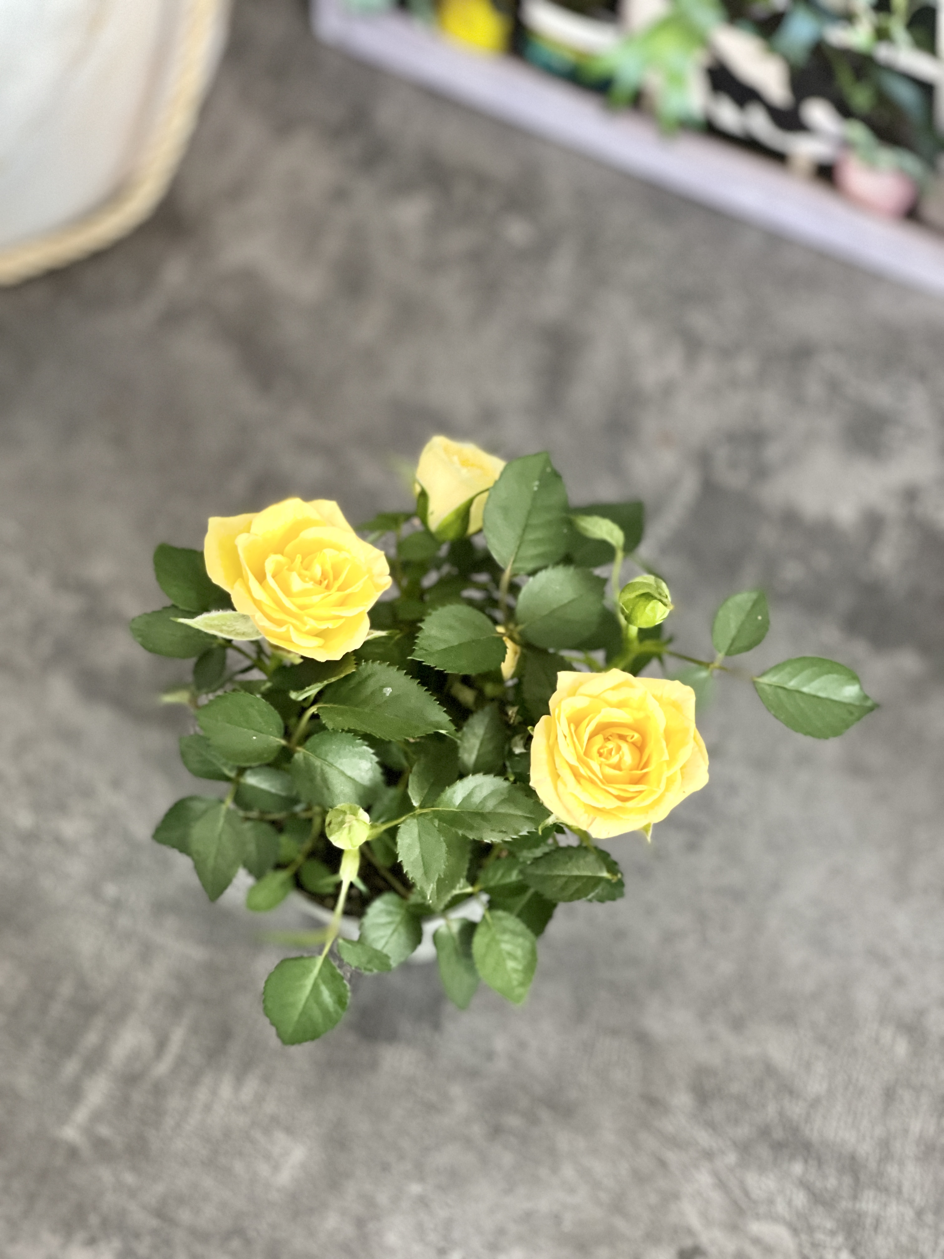 Роза Даника комнатная желтая (Rosa Danica "Yellow") D6см