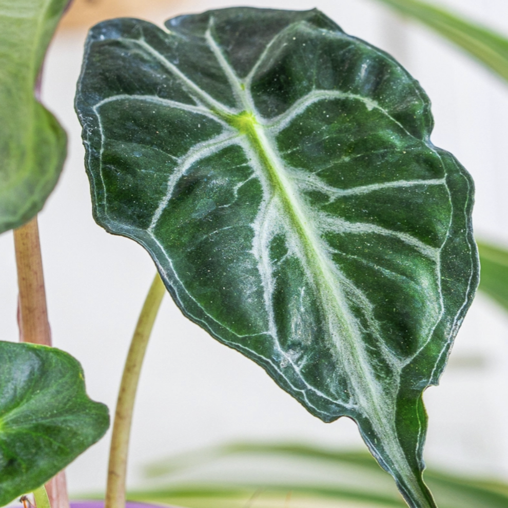 Алоказия Веном (Alocasia Venom) D8см