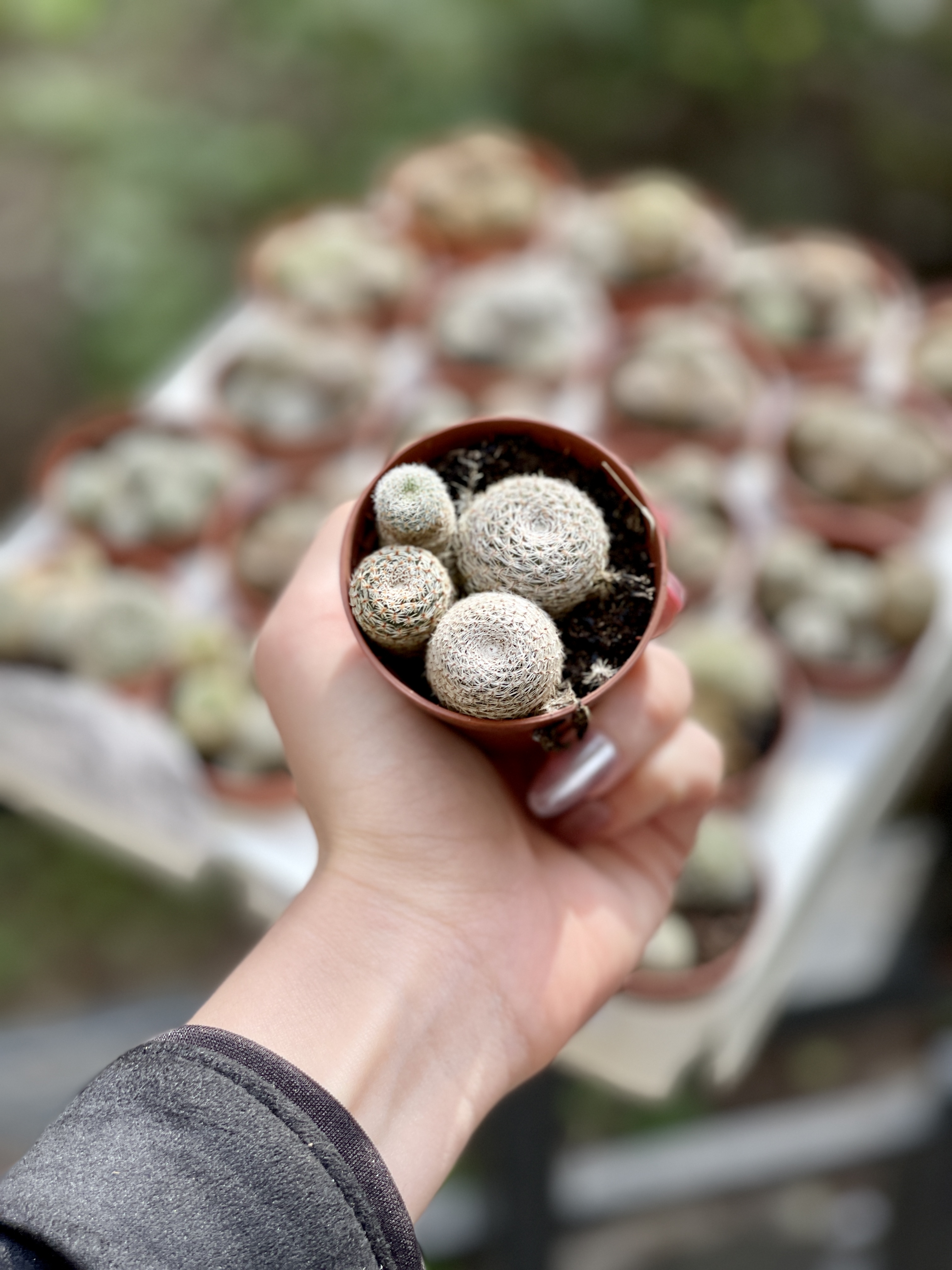Кактус Ребуция Санрайз, или Ребуция Розовая (Rebutia Sunrise) D5см