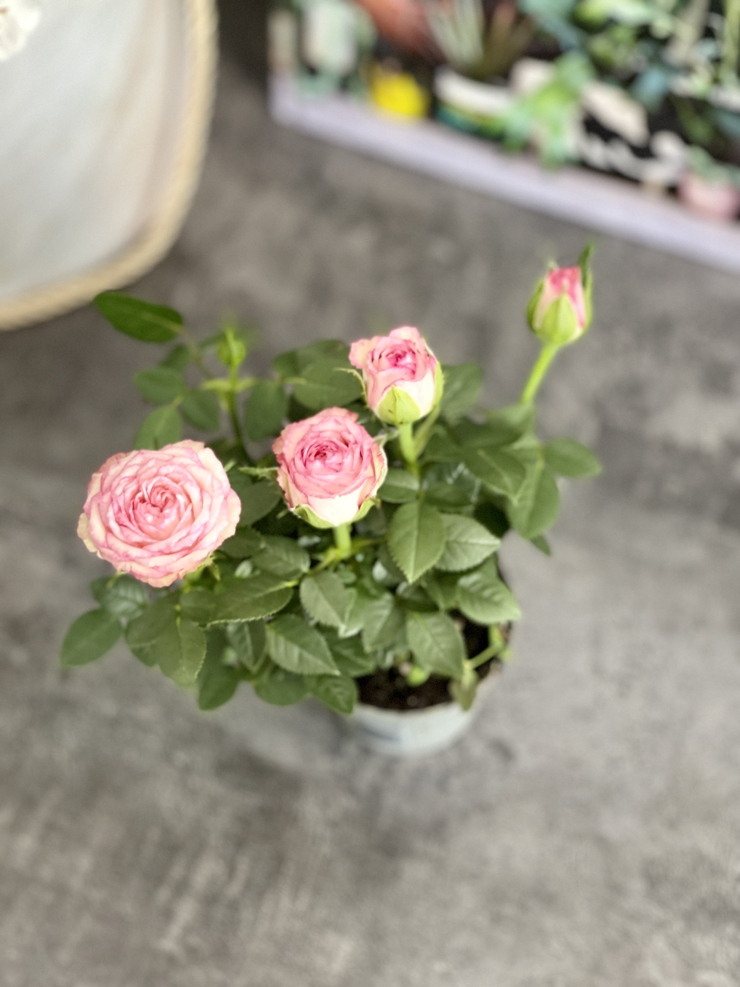 Роза Даника комнатная светло - розовая (Rosa Danica "Light Pink") D6см