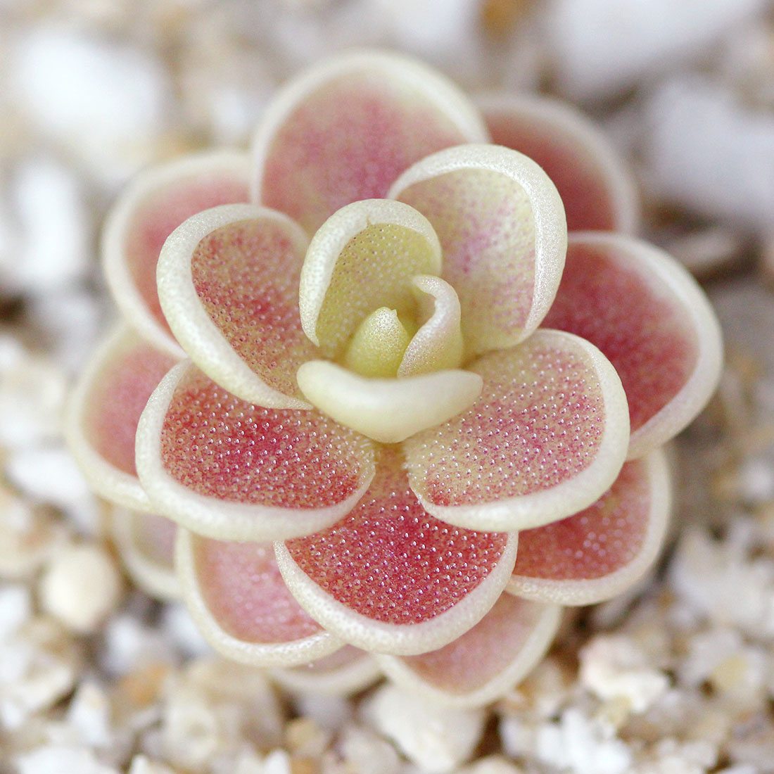 Жирянка Эссериана (Pingucila Esseriana) D5см