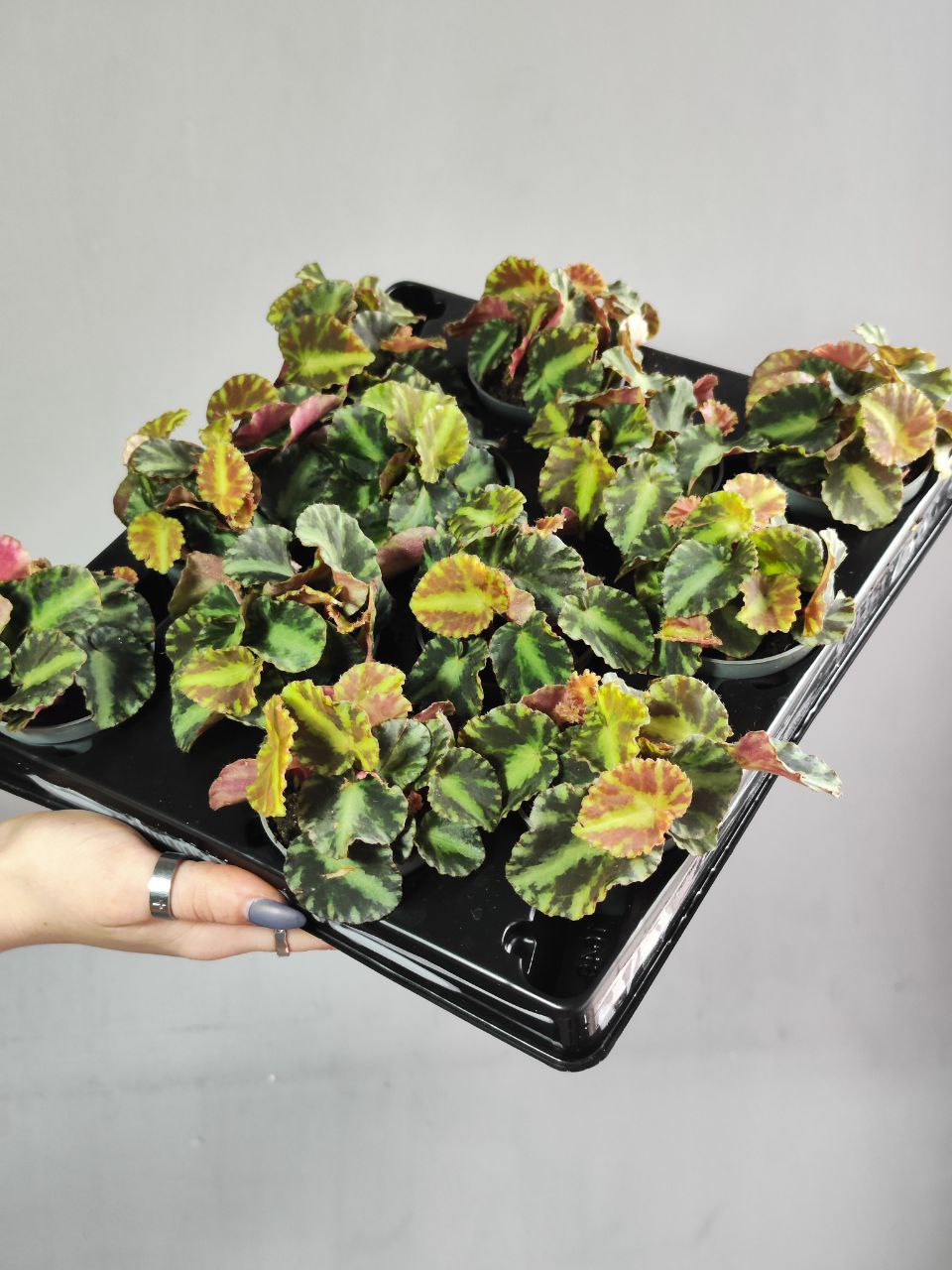 Бегония Рекс Клеопатра (Begonia Rex Cleopatrae) D6см