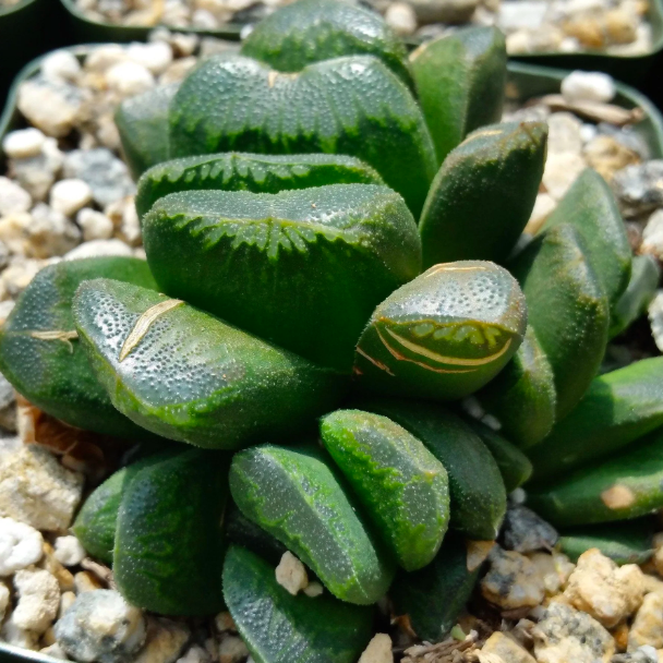 Хавортия Маугани (Haworthia Maughanii) D6,5см