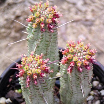 Молочай Сосочковидный Вариегатный (Euphorbia Mammillaris Variagata) D8см