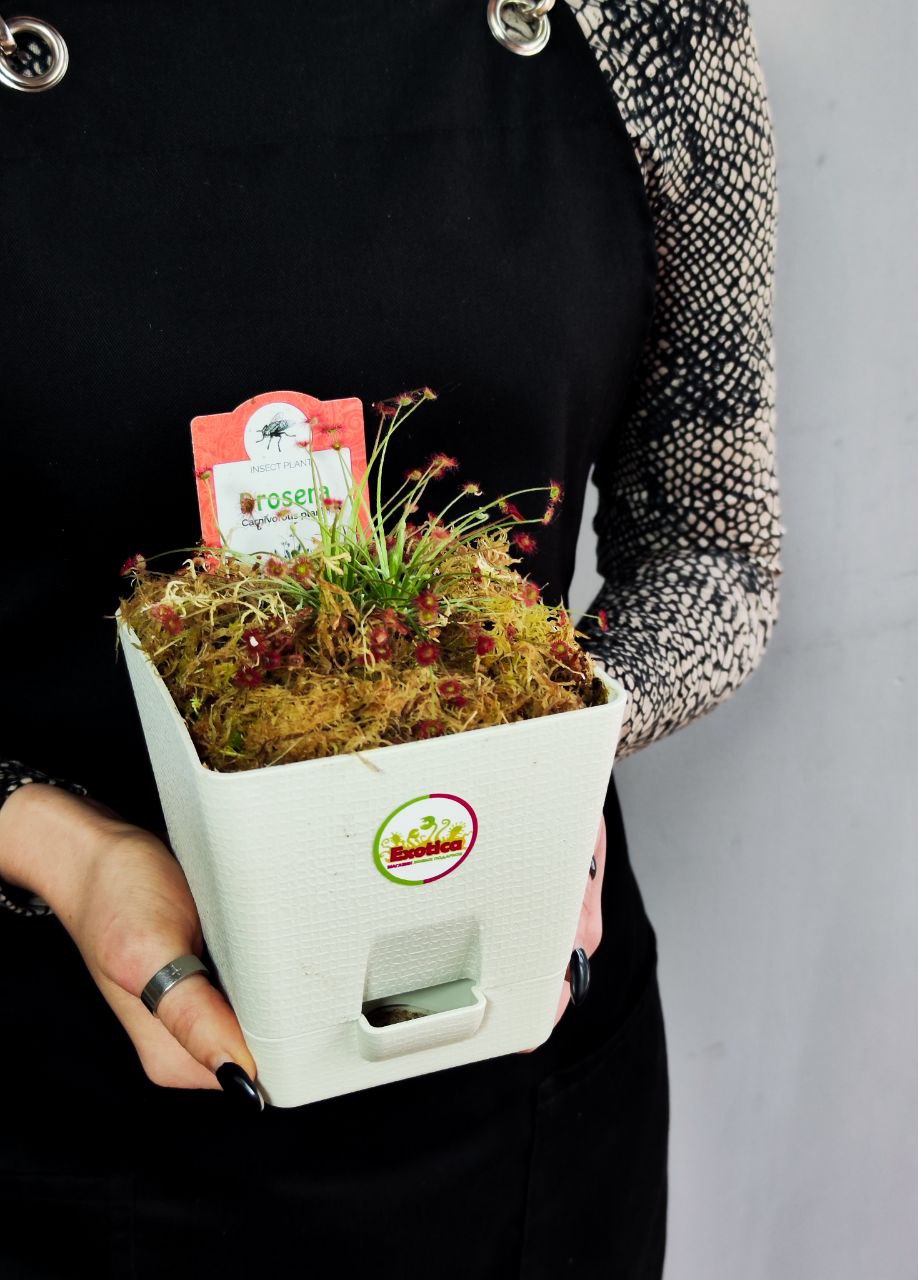 Росянка Парадокса (Drosera Paradoxa) пересаженная D12см