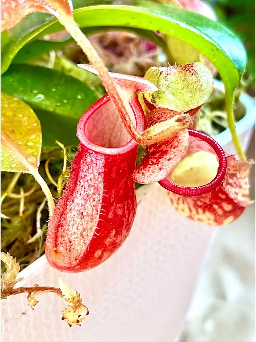 Непентес Гая (лат. Nepenthes Gaya) пересаженный D12см