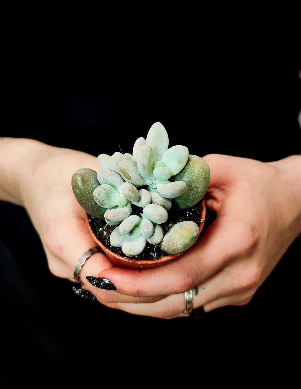 Пахифитум Яйценосный Груп (Pachyphytum Oviferum Group) D5см