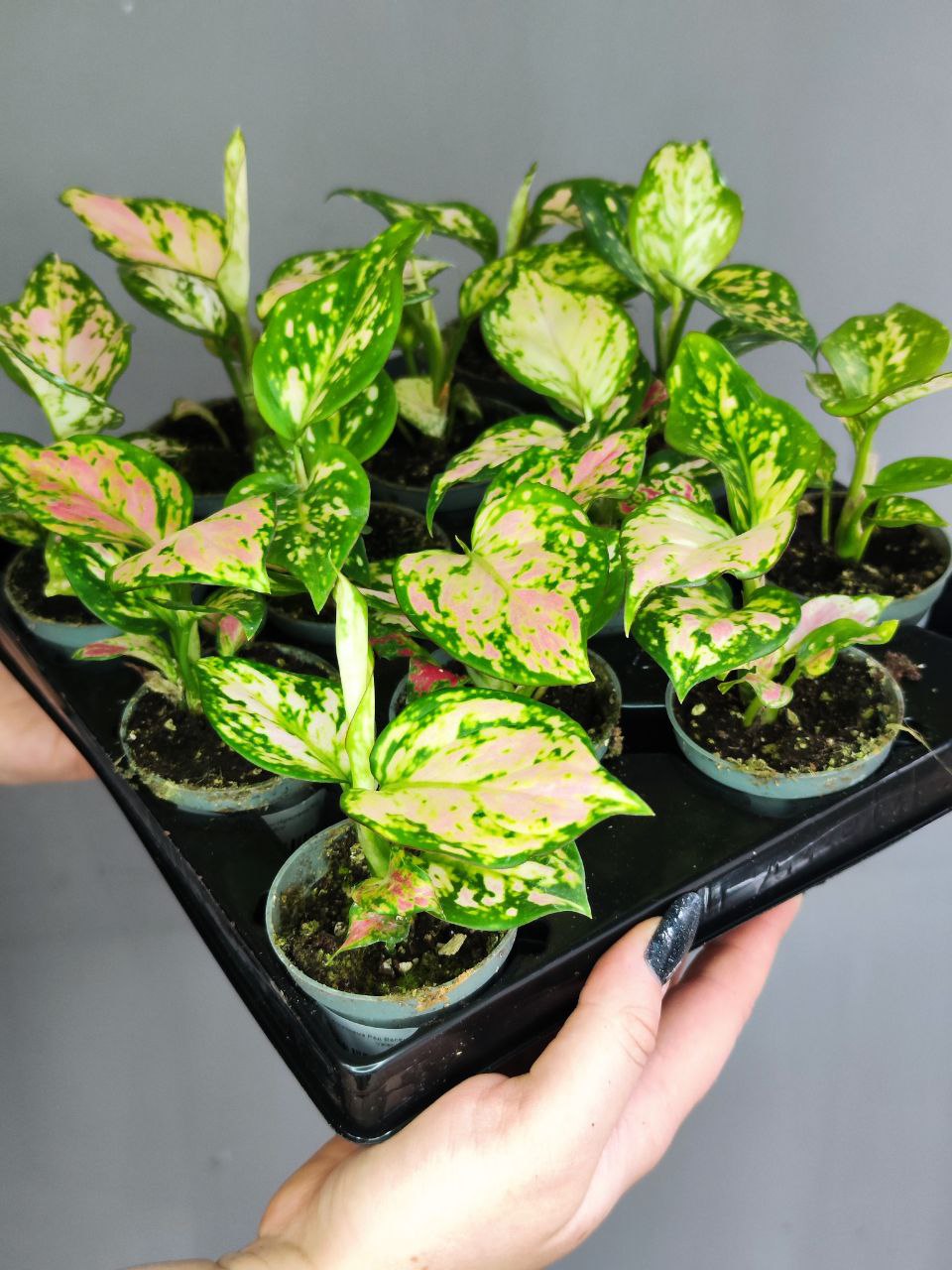 Аглаонема Ред Валентин, или Ред Валентайн (Aglaonema Red Valentine) D6см