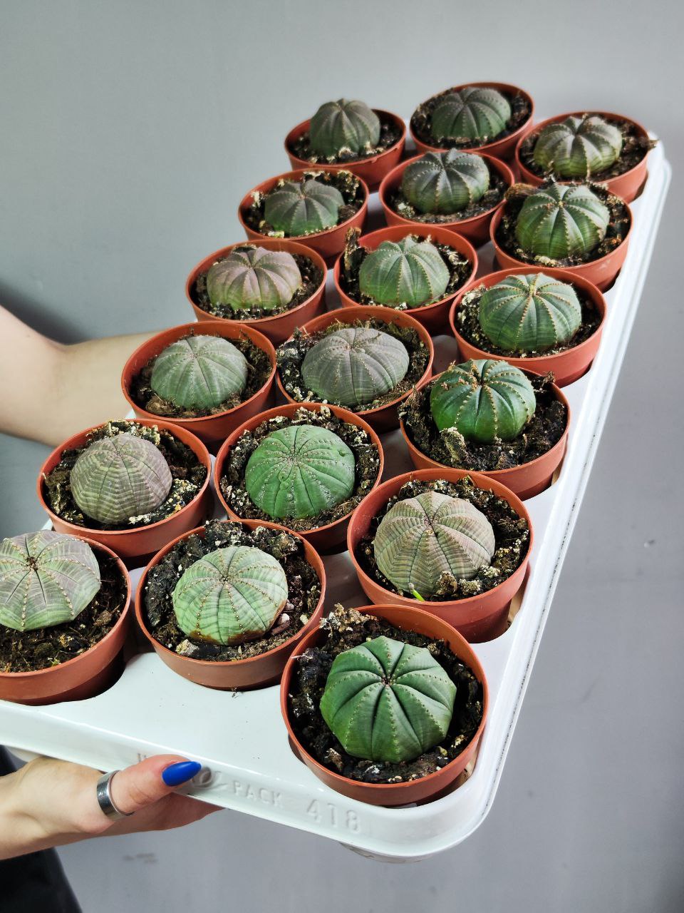 Молочай Тучный (Euphorbia Obesa) D8,5см