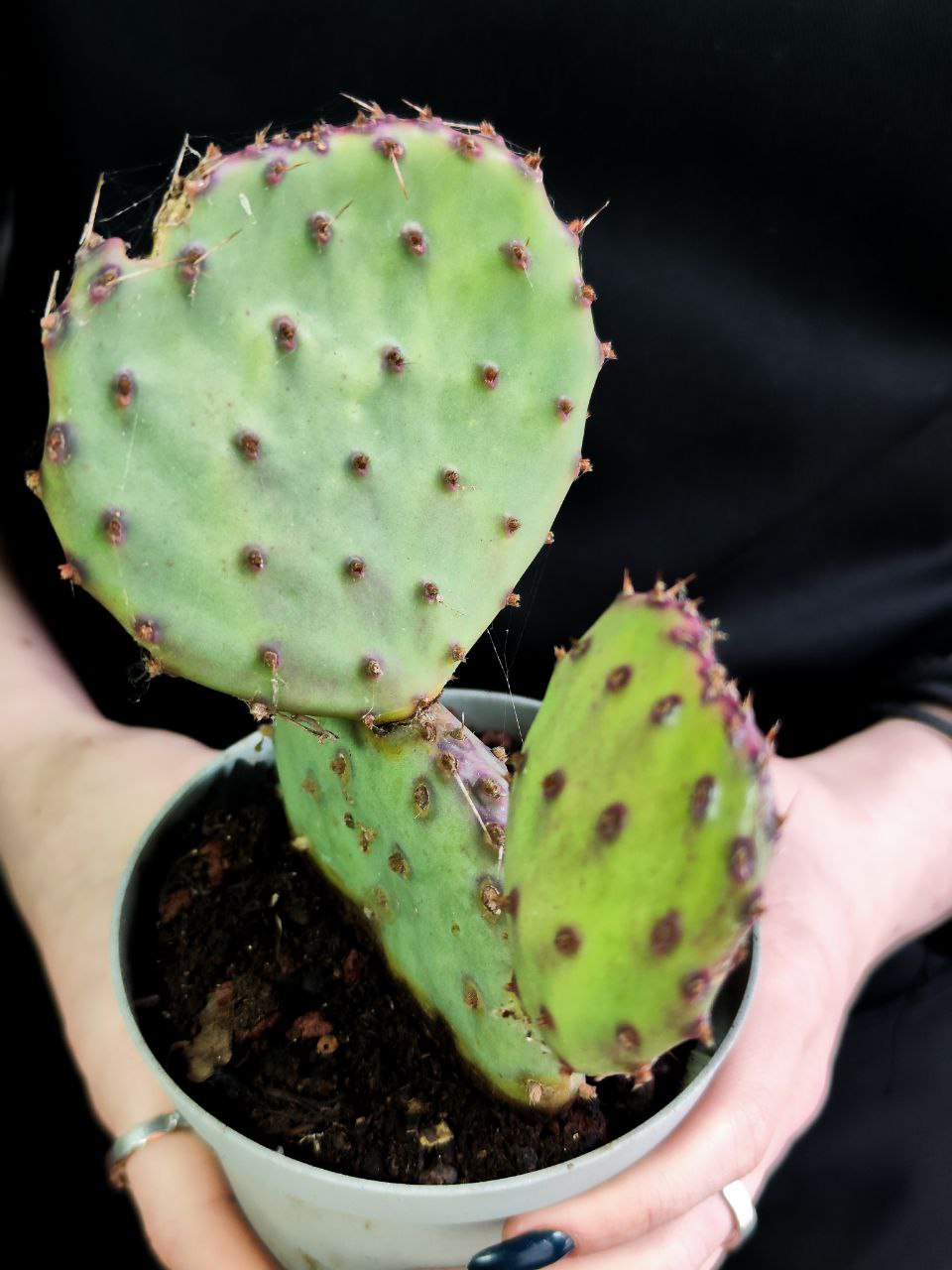 Пурпурная Опунция Макроцентра (Opuntia Macrocentra) D10см