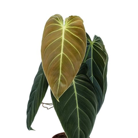 Филодендрон Меланохризум (Philodendron Melanochrysum) D12см