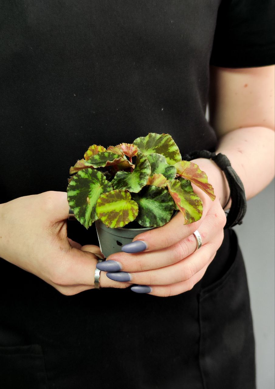 Бегония Рекс Клеопатра (Begonia Rex Cleopatrae) D6см