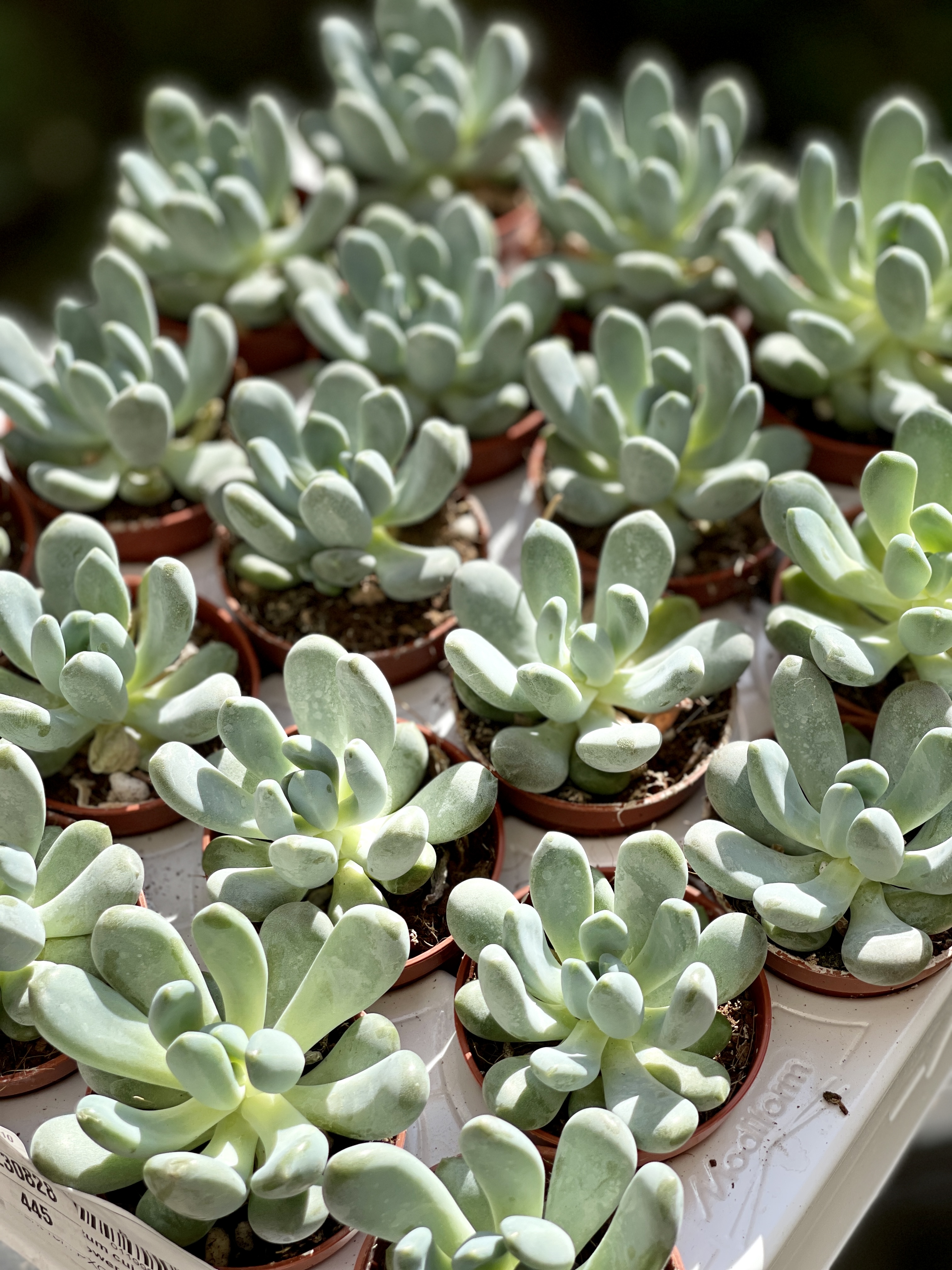 Пахифитум Каукатеканский (Pachyphytum Cuicatecanum) D5см