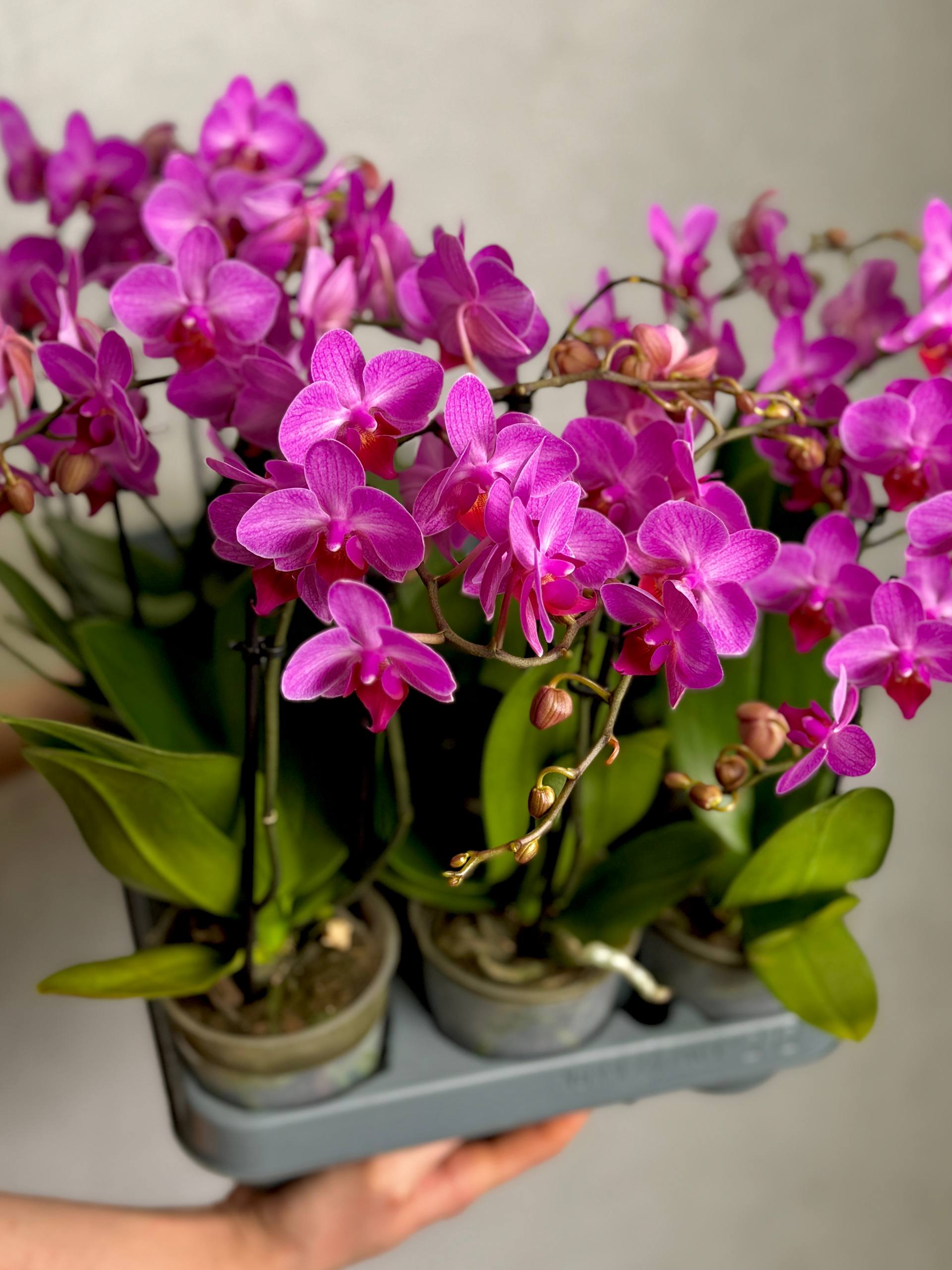 Орхидея Фаленопсис Розовый Фламинго (Phalaenopsis Pink Flamingo) D9см