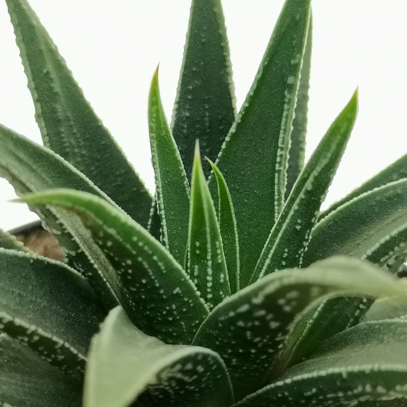 Хавортия Хербацея (Haworthia Herbaceae) D5см