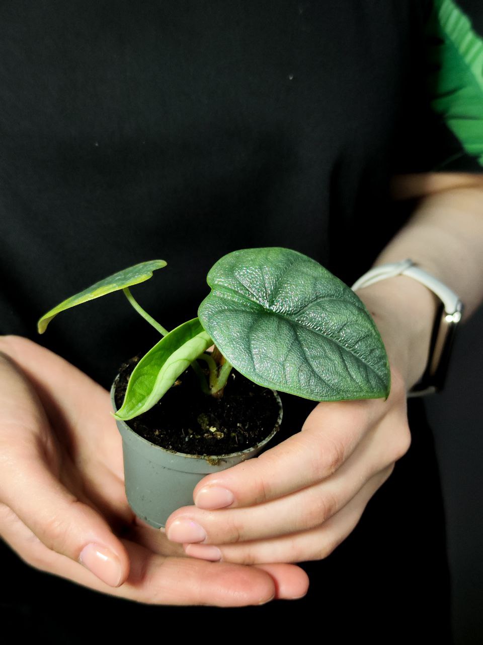 Алоказия Мело (Alocasia Melo) D6см