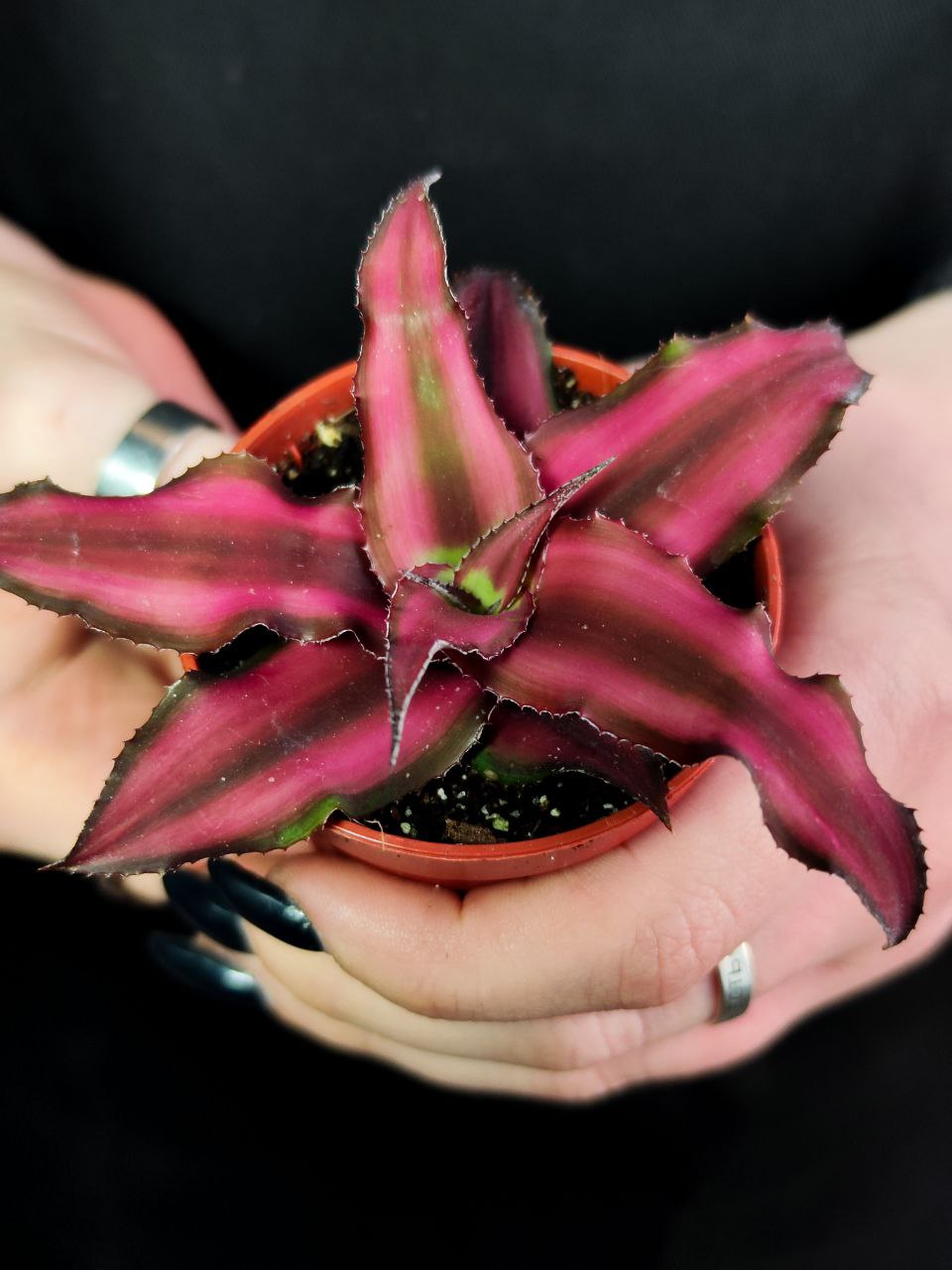 Криптантус Ред Стар (Cryptanthus Red Star) D5см