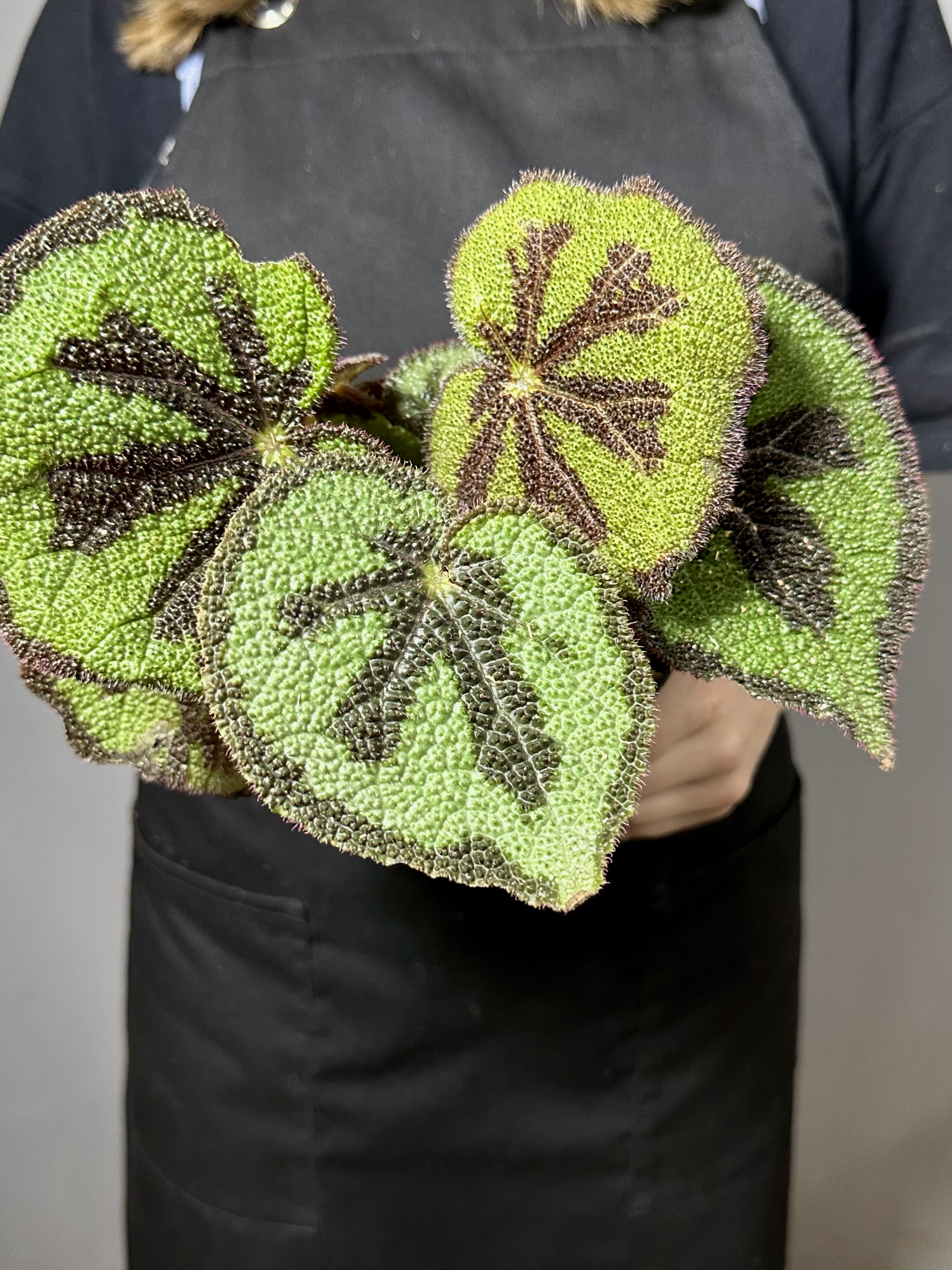 Бегония Мэсона (Begonia Masoniana) D12см