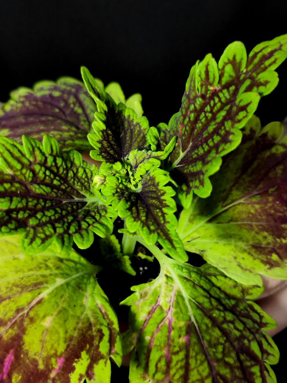 Колеус Мэджик (Coleus Magic) D6см