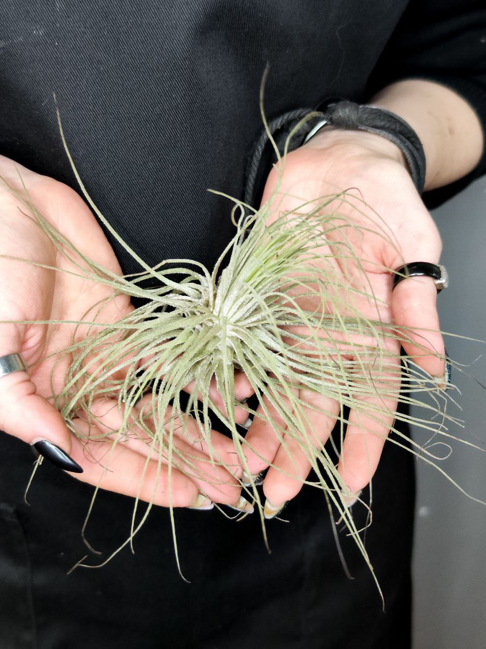 Тилландсия Магнусиана (Tillandsia Magnusiana)