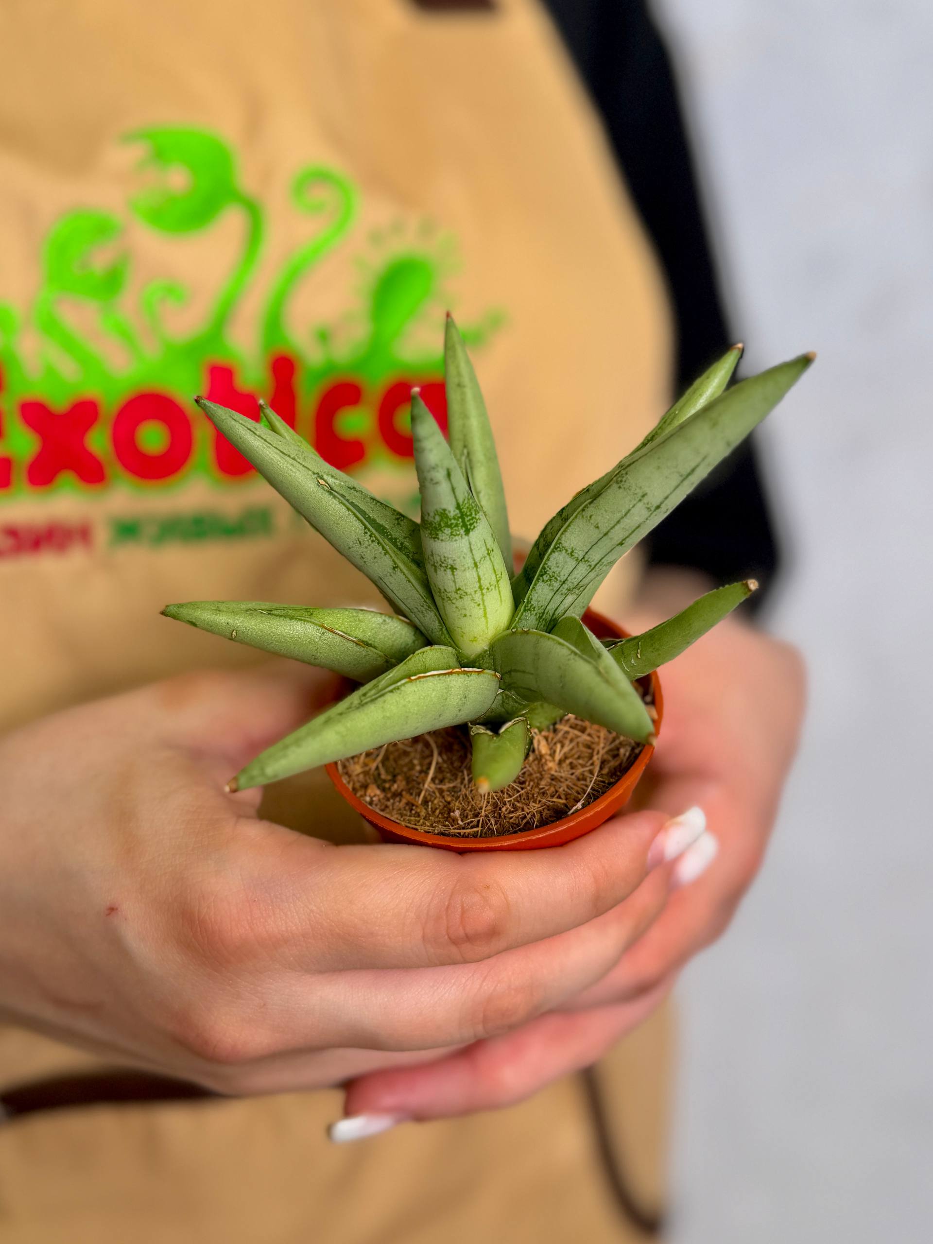 Сансевиерия Сильвер Кроун (Sansevieria Silver Crown) D6см