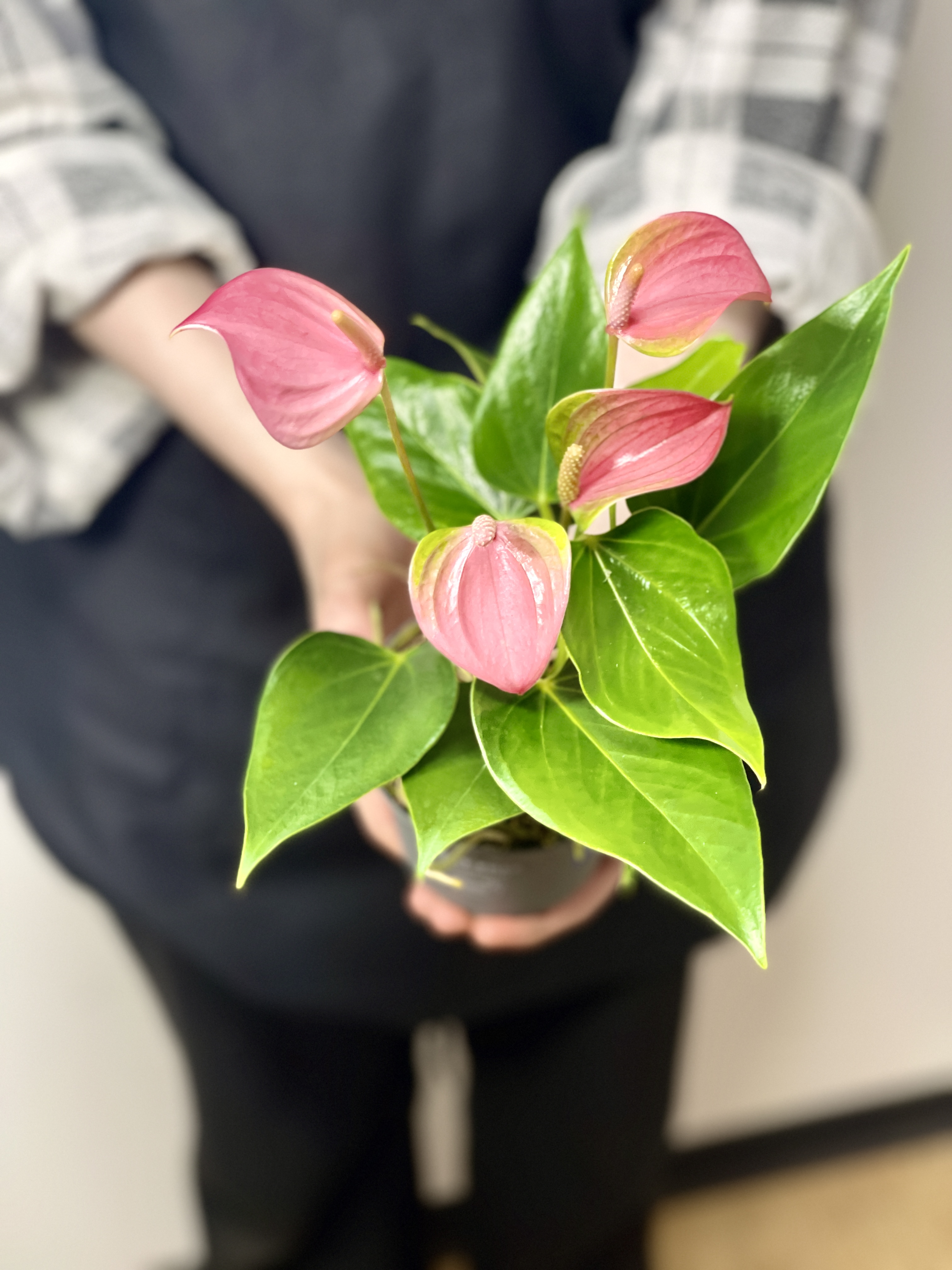 Антуриум Андреанум Карма Джоли (Anthurium Andreanum Karma Joli) D9см