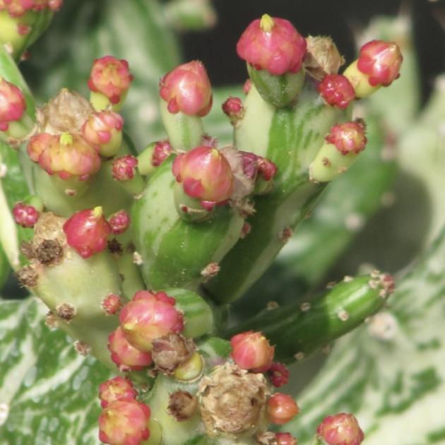 Опунция Монаканта Вариегатная (Opuntia Monacantha Variegata) D5см