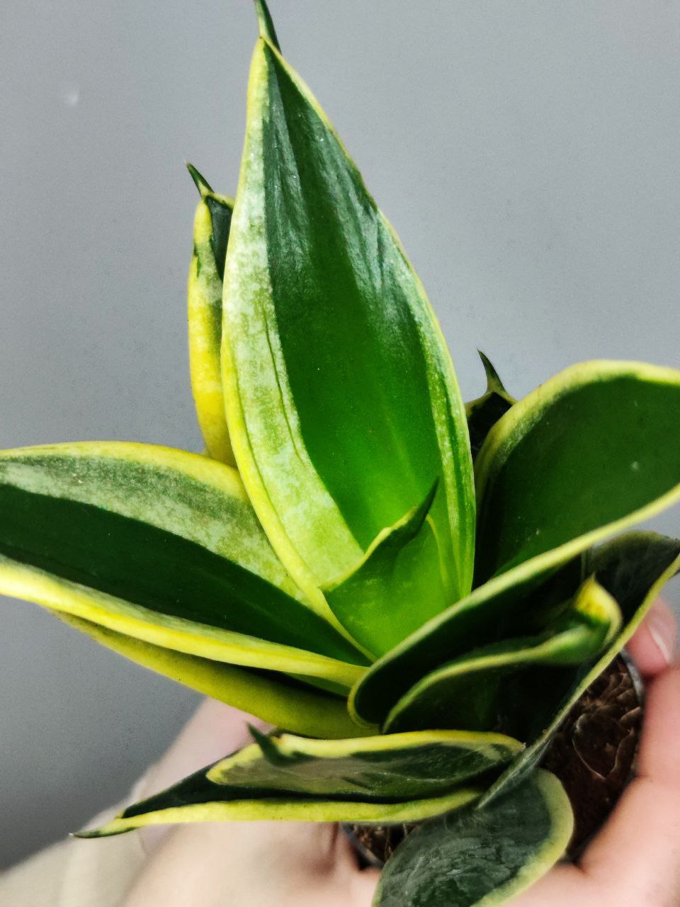 Сансевиерия Ханни Пагода (Sansevieria Hahnii Pagoda) D6см