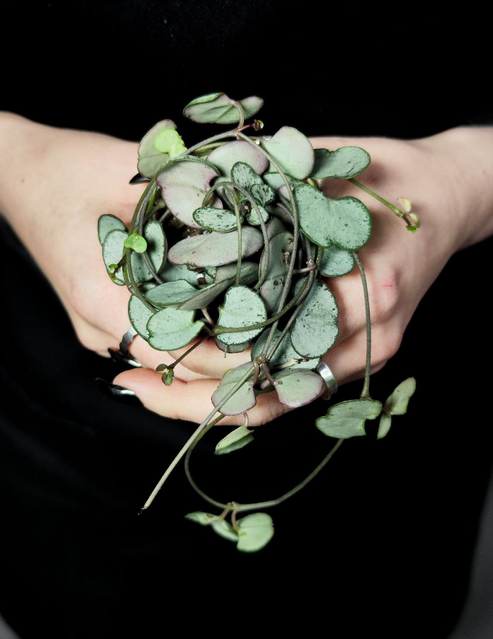 Церопегия Вуда Сильвер Глори (Ceropegia Woodii Silver Glory) D6см