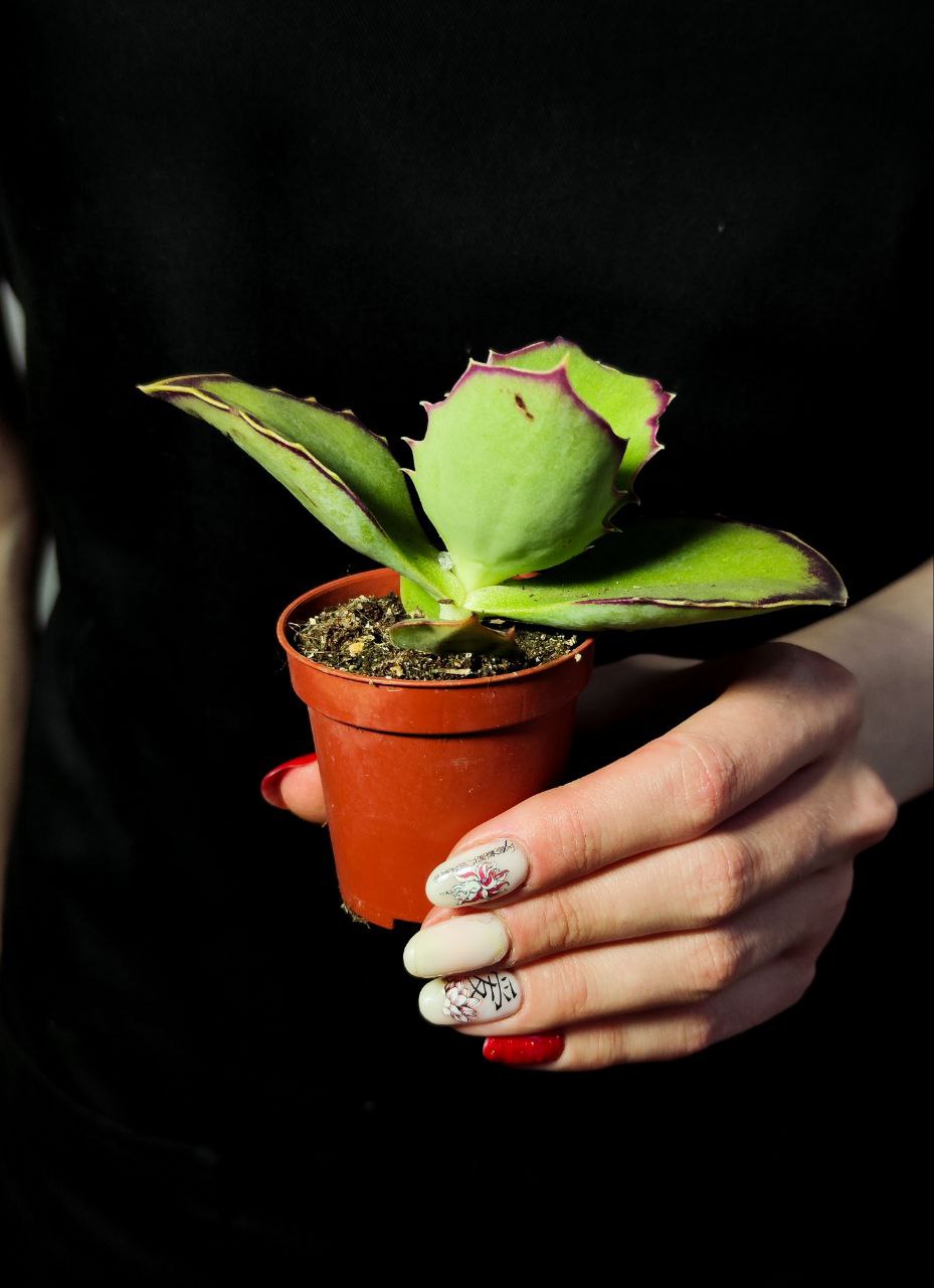 Каланхое Синсепала (Kalanchoe Synsepala) D5см