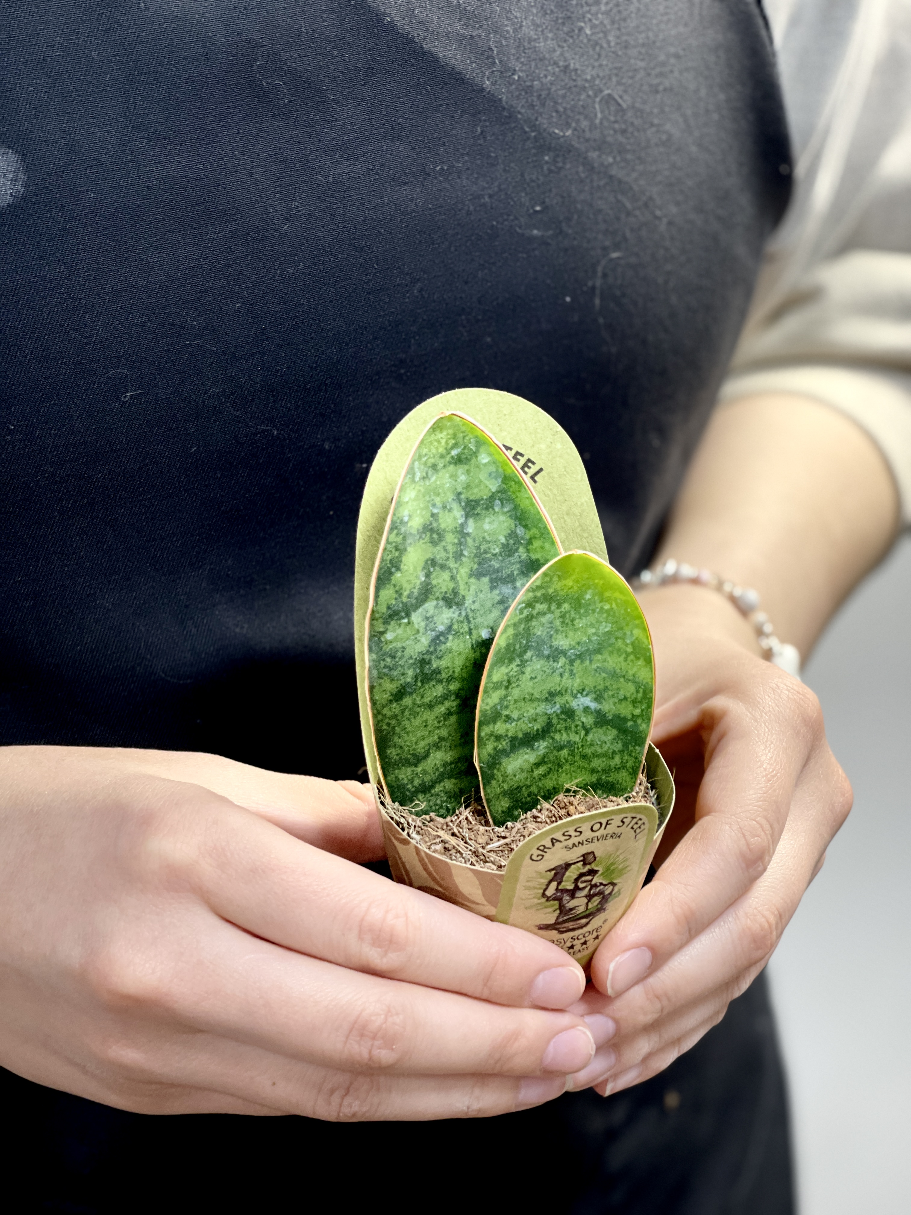 Сансевиерия Масониана Дабл (Sansevieria Masoniana Double) D6см